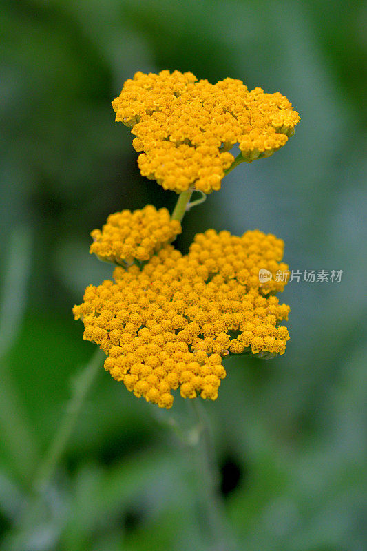 黄蓍草/蓍草/普通蓍草花